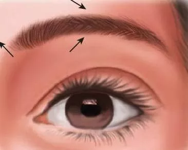 Direction naturelle des sourcils.